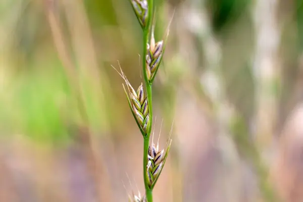 stock image Ear of a poison darnel grass, Lolium temulentum