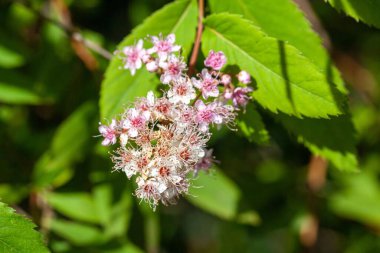 Bir gelincik otu bitkisinin aşılanması, Spiraea salicifolia