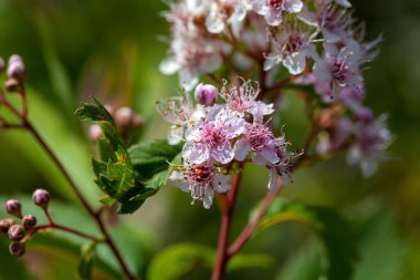 Bir gelincik otu bitkisinin aşılanması, Spiraea salicifolia