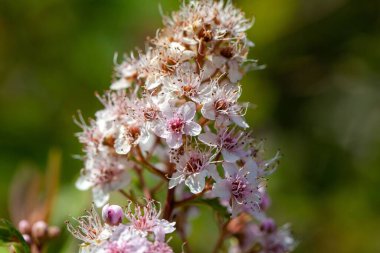 Bir gelincik otu bitkisinin aşılanması, Spiraea salicifolia