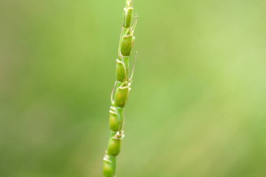 Tausch 'un keçi otunun başı Aegilops Tauschii' nin makro fotoğrafı.