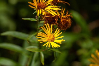 Söğüt yaprağı sarıbaşı çiçeği, Pentanema salisinyumu.