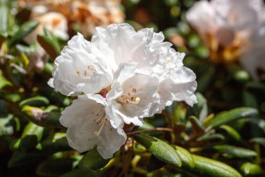 Çan çiçekli rhododendron çiçekleri, Rhododendron campanulatum