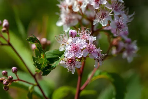 stock image Inflorescence of a bridewort plant, Spiraea salicifolia