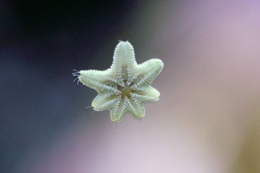 Küçük bir Asterina denizyıldızının altında