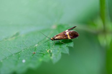 Yellow-barred long-horn, Nemophora degeerella, on a plant.  clipart