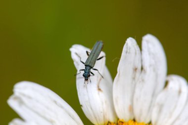 Oedemera türünün bir böceği beyaz bir çiçek üzerinde yaşar.. 