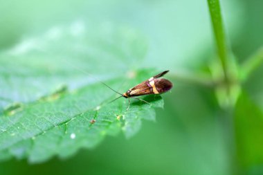 Yellow-barred long-horn, Nemophora degeerella, on a plant.  clipart