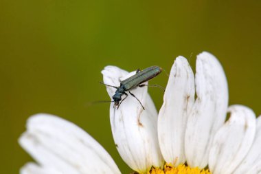 Oedemera türünün bir böceği beyaz bir çiçek üzerinde yaşar.. 