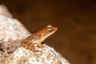 Warszewitsch 'in kurbağası, Lithobates warszewitschii, Kosta Rika' da bir yağmur ormanında. 