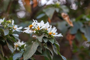 Montanoa Guatemalensis çalısı çiçekleri. 