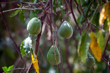 Beyaz sapote ağacının meyveleri, Casimiroa edulis