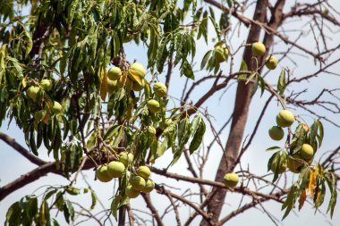 Fruits of a white sapote tree, Casimiroa edulis clipart