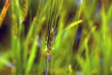 Head of a wild barley, Hordeum spontaneum clipart