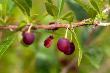 Prinsepia uniflora çalısının meyvesi.
