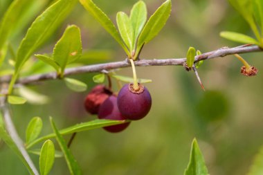 Prinsepia uniflora çalısının meyvesi.