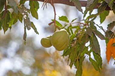 Fruits of a white sapote tree, Casimiroa edulis clipart