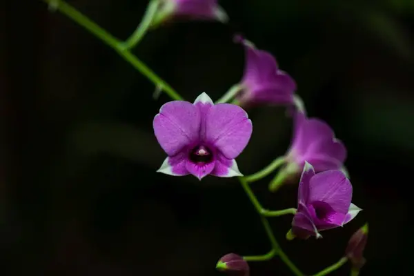 Stock image Flower of a Cooktown orchid, Dendrobium bigibbum 