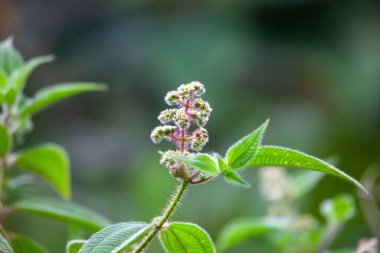 Kosta Rika 'da bir Miconia lacera çalısı enfeksiyonu. 