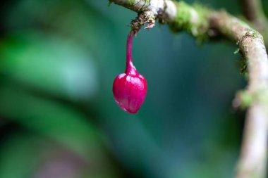 Bud of a Drymonia conchocalyx shrub.  clipart