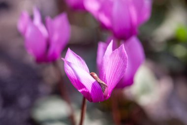 Mor siklamen çiçeği, siklamen purpurpurascens