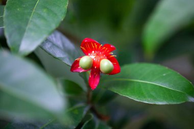 Ochna multiflora 'nın meyveleri.