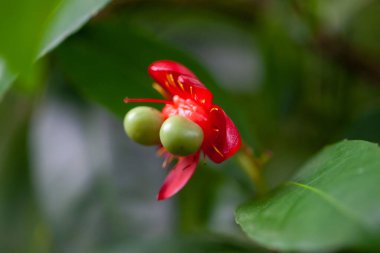 Ochna multiflora 'nın meyveleri.