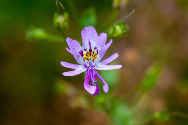 Kelebek çiçeğinin çiçeği, Schizanthus pinnatus.