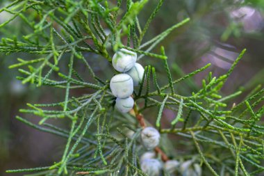 Cones of a Sawara cypress tree, Chamaecyparis pisifera clipart