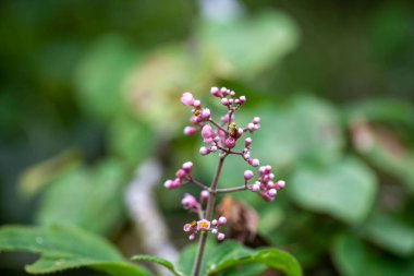 Bir Miconia alt kabuklu çalısının infloresansı. 