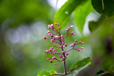 Bir Miconia alt kabuklu çalısının infloresansı. 