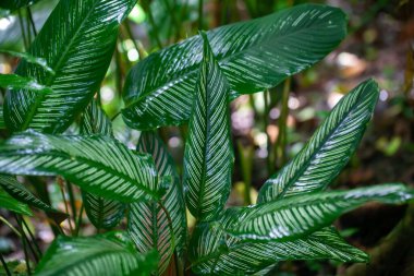 İnce çizgili bir kalatea yaprağı, Goeppertia ornata, bir ormanda.. 