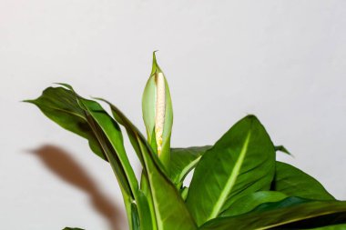 Bir Dieffenbachia oerstedii çalısı.. 