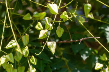 Legumens and foliage of a goldenrain tree, Koelreuteria paniculata clipart