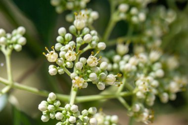 Flowers of a Korean evodia tree, Tetradium daniellii clipart