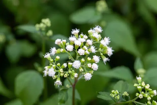 stock image Blossoms of white snakeroot, Ageratina altissima