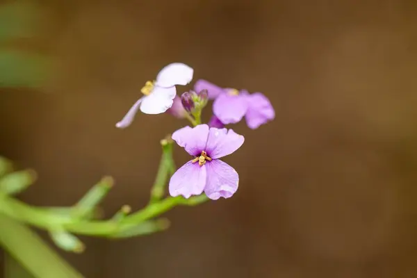 stock image Blossoms of a Dichroanthus virescens plant. 