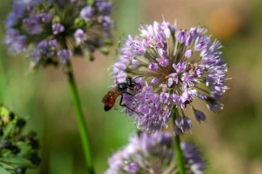 Bir altın kazıcı eşek arısı, Sphex cenaze evi, bir çiçek üzerinde. 
