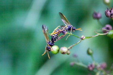 Two figwort sawflies, Tenthredo scrophulariae, on a plant.  clipart