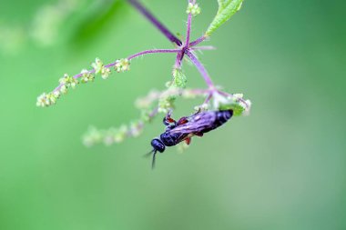 A common tiphiid wasp, Tiphia femorata, on a plant.  clipart