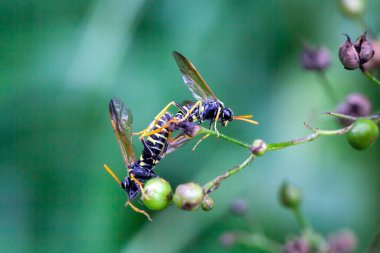 Two figwort sawflies, Tenthredo scrophulariae, on a plant.  clipart