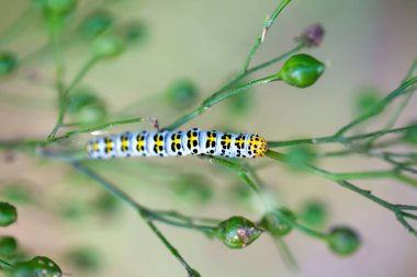 Caterpillar of a water betony, Shargacucullia scrophulariae, on a plant.  clipart