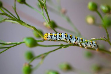 Bir su betonunun tırtılı, Shargacucullia scrophulariae, bir bitki üzerinde. 