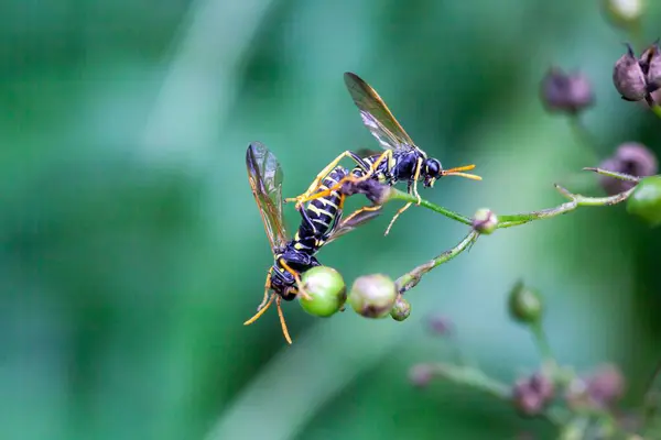 Stock image Two figwort sawflies, Tenthredo scrophulariae, on a plant. 