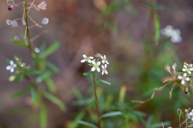 Flowers of the Lobularia species Lobularia canariensis from the Canary Islands.  clipart