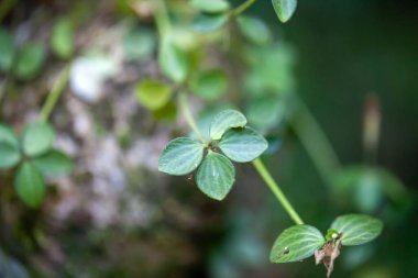 Leaves of a four-leaved peperomia, Peperomia tetraphylla, in a forest in Costa Rica.  clipart