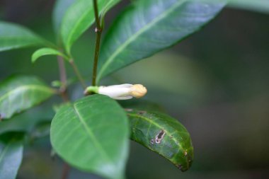 Samanağacı türünden Bud Tabernaemontana robinsonii