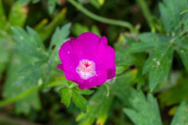 Mor gelincik çiçeği, Callirhoe Conucrata
