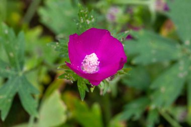 Blossom of a purple poppy-mallow, Callirhoe involucrata clipart