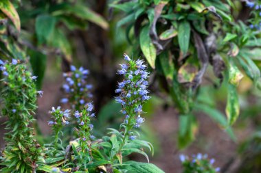 Echium türünün enfloresansı Echium callithyrsum